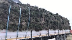 Çalı Süpürgesi - 1000 Adet